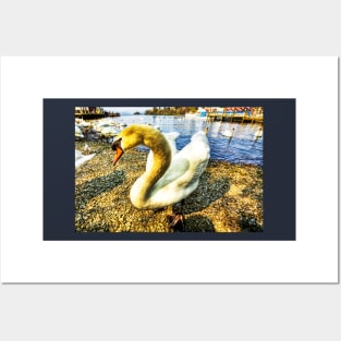 Shy Windermere Swan Posters and Art